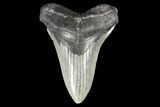 Fossil Megalodon Tooth - South Carolina #93512-1
